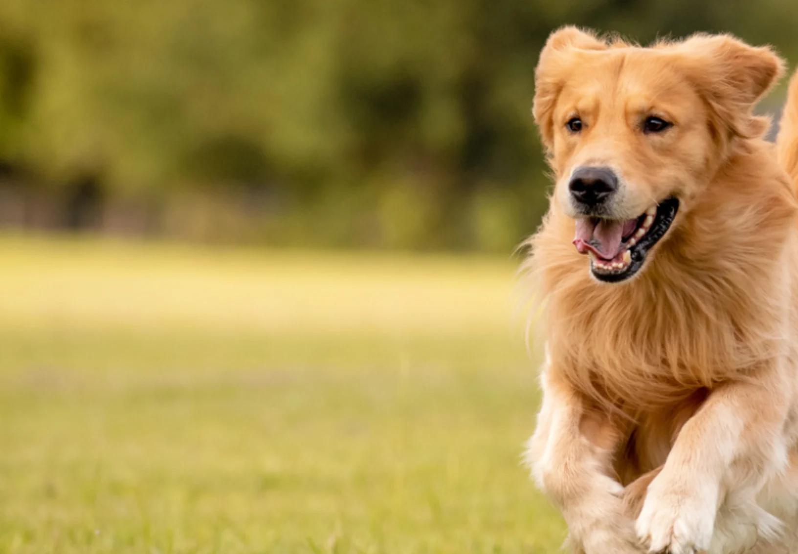 Dog Running in a Grassy Field Dog Running in a Grassy Field