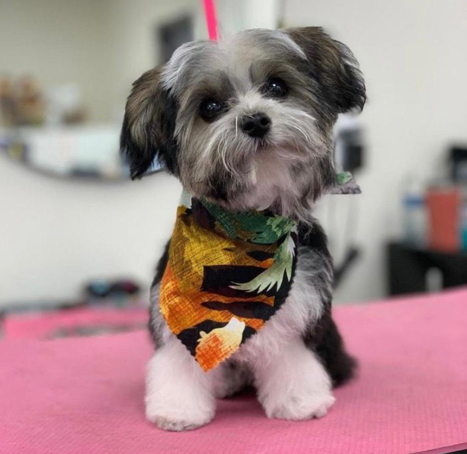 Small dog with colorful bandana on grooming table