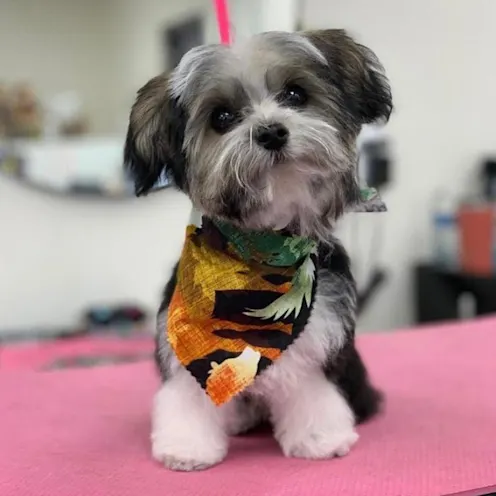 Small dog with colorful bandana on grooming table Small dog with colorful bandana on grooming table