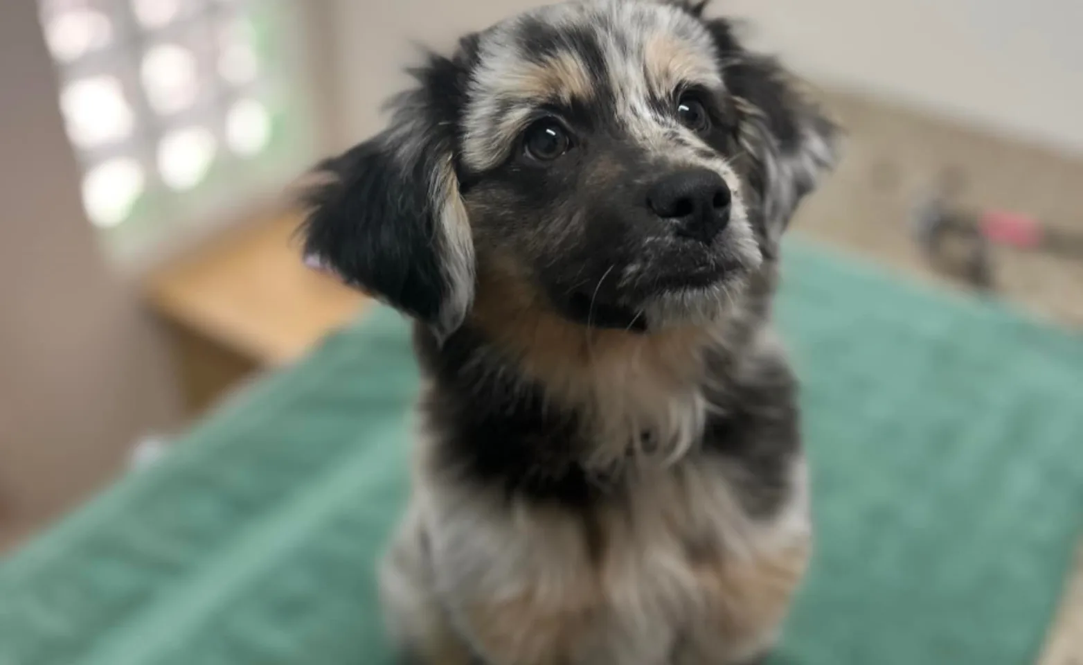 Dog looking up Dog looking up