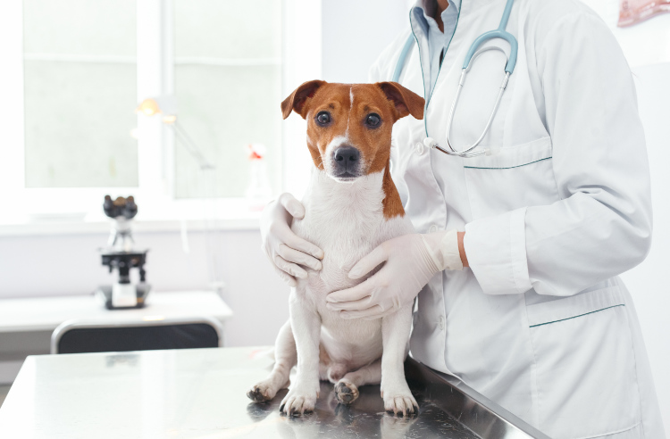 Quality Veterinary Services | Emergency Pet Care of Texas