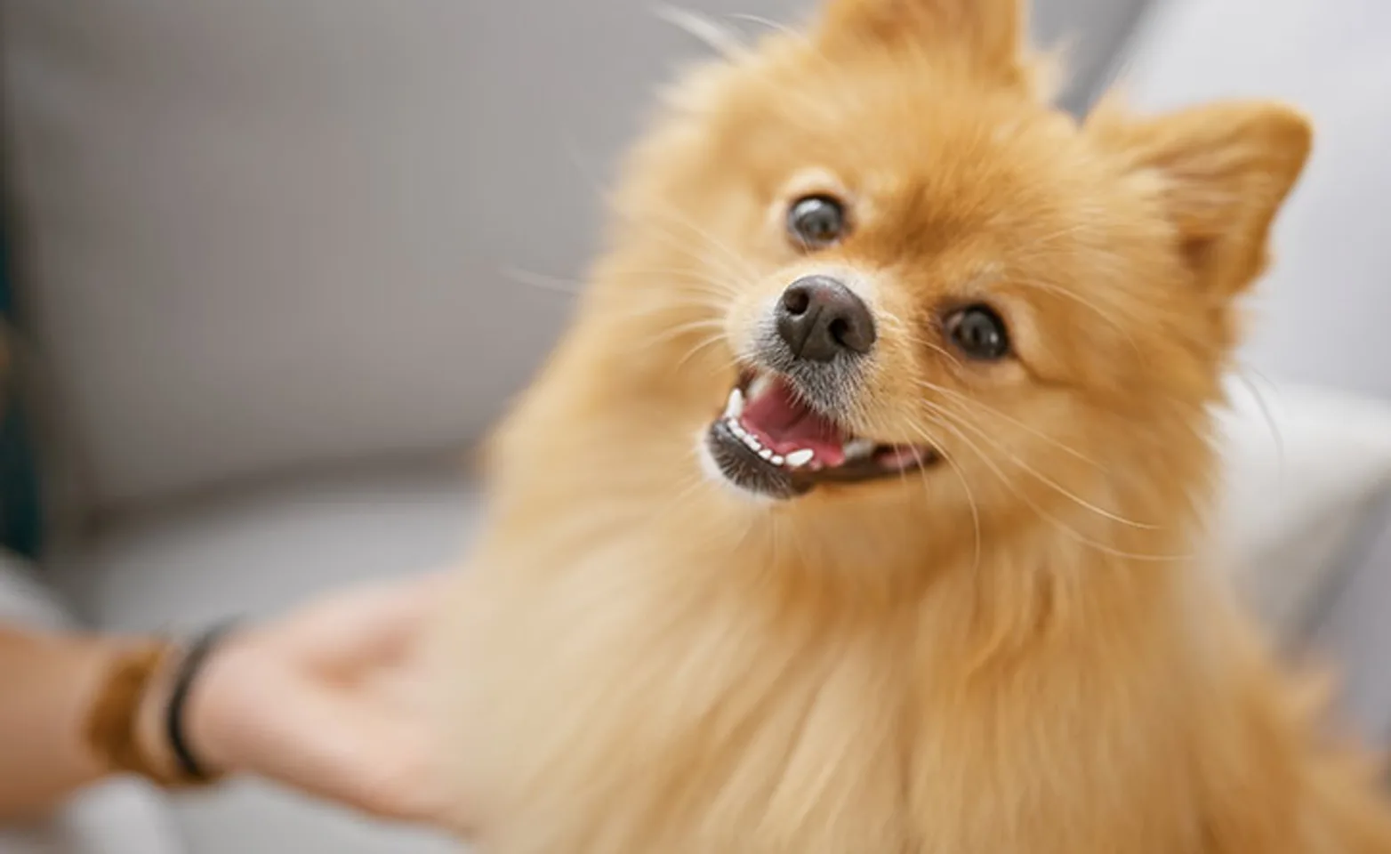 Fluffy Pomeranian dog smiling at the camera Fluffy Pomeranian dog smiling at the camera