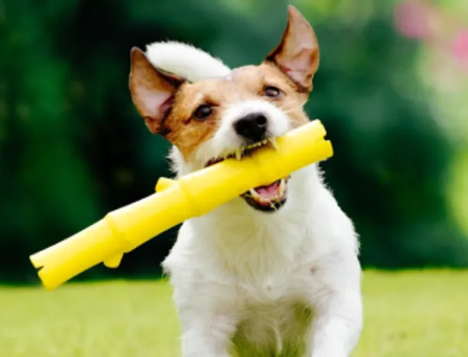 Dog with toy super happy Dog with toy super happy