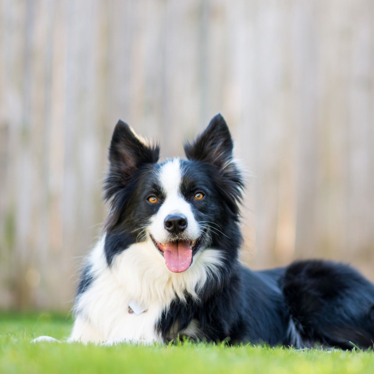 Dog smiling laying on a patch of grass