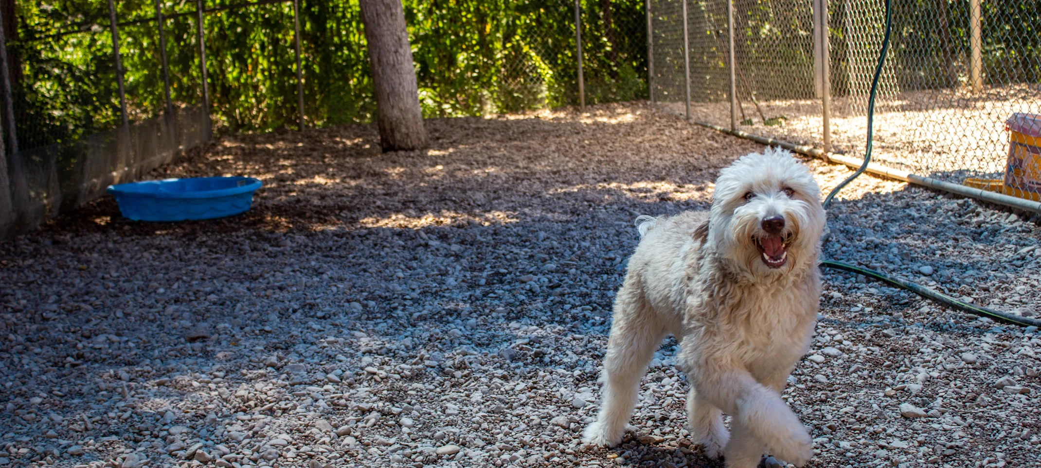 a dog stands outside and smiles a dog stands outside and smiles