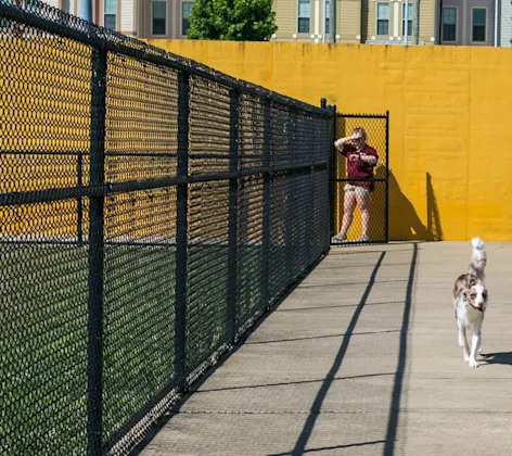 Dogs running Dogs running