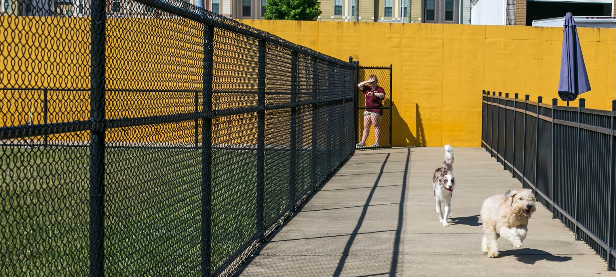 Dogs running Dogs running