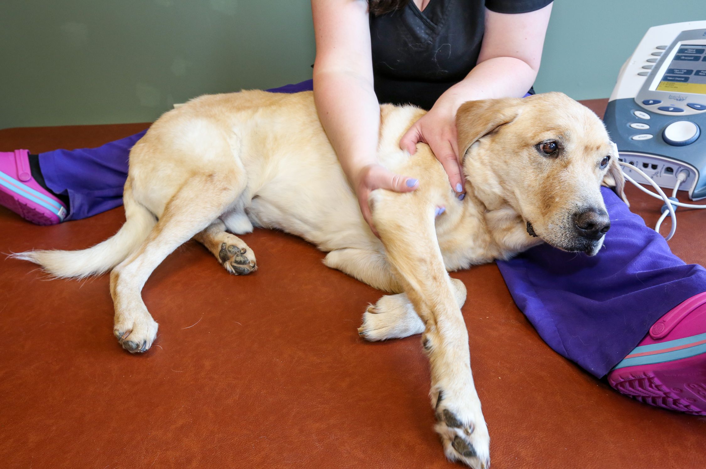 Rehabilitation with staff and dog at Animal Specialty Center