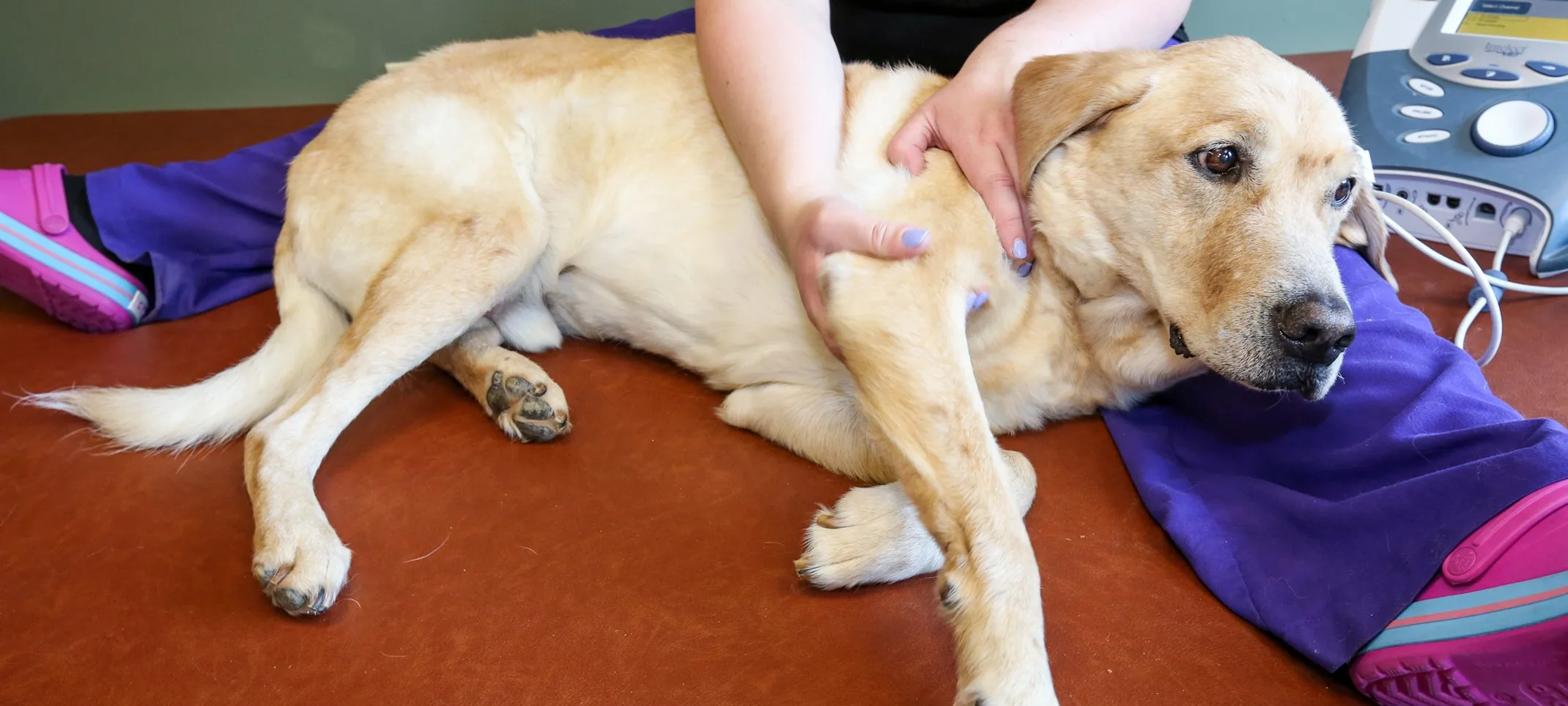 Rehabilitation with staff and dog at Animal Specialty Center Rehabilitation with staff and dog at Animal Specialty Center