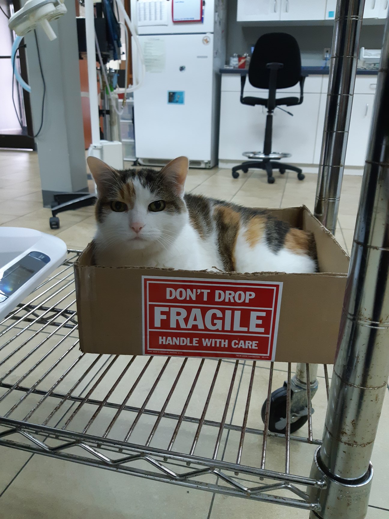 Cat in box that says fragile