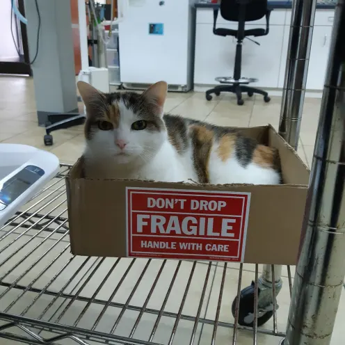 Cat in box that says fragile