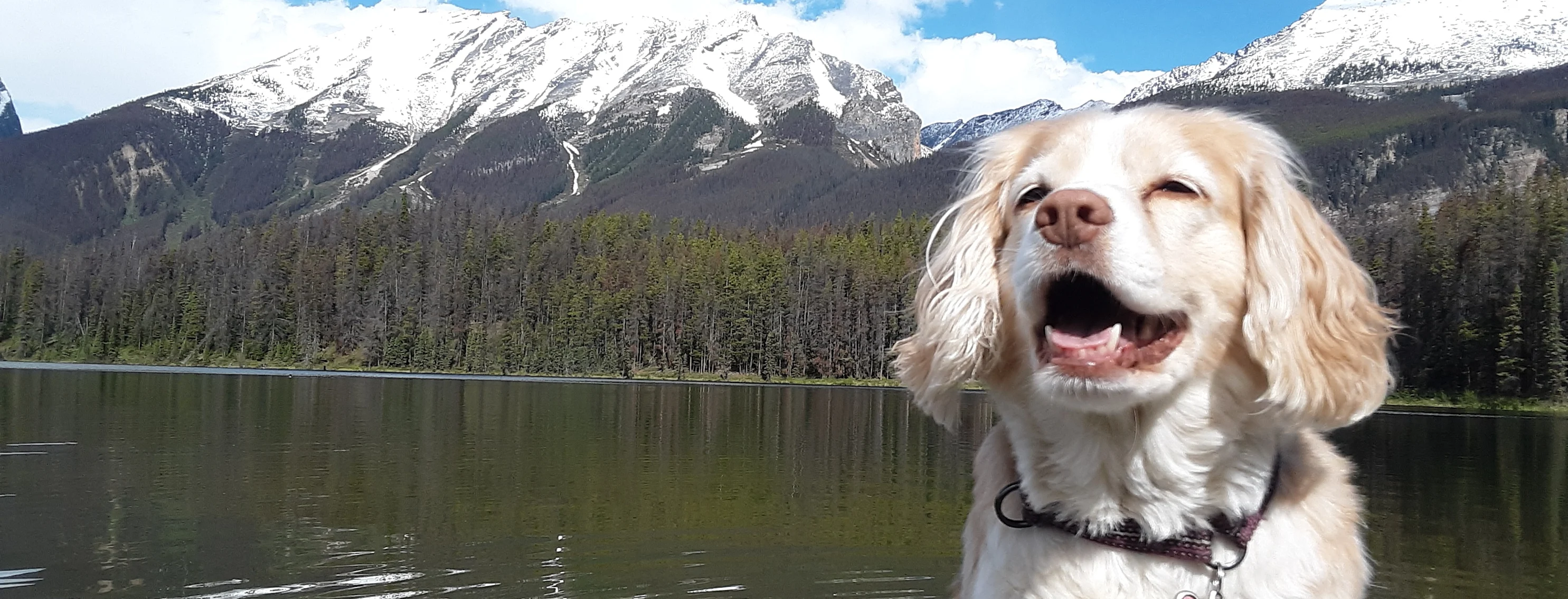 white dog smiling while in the river white dog smiling while in the river