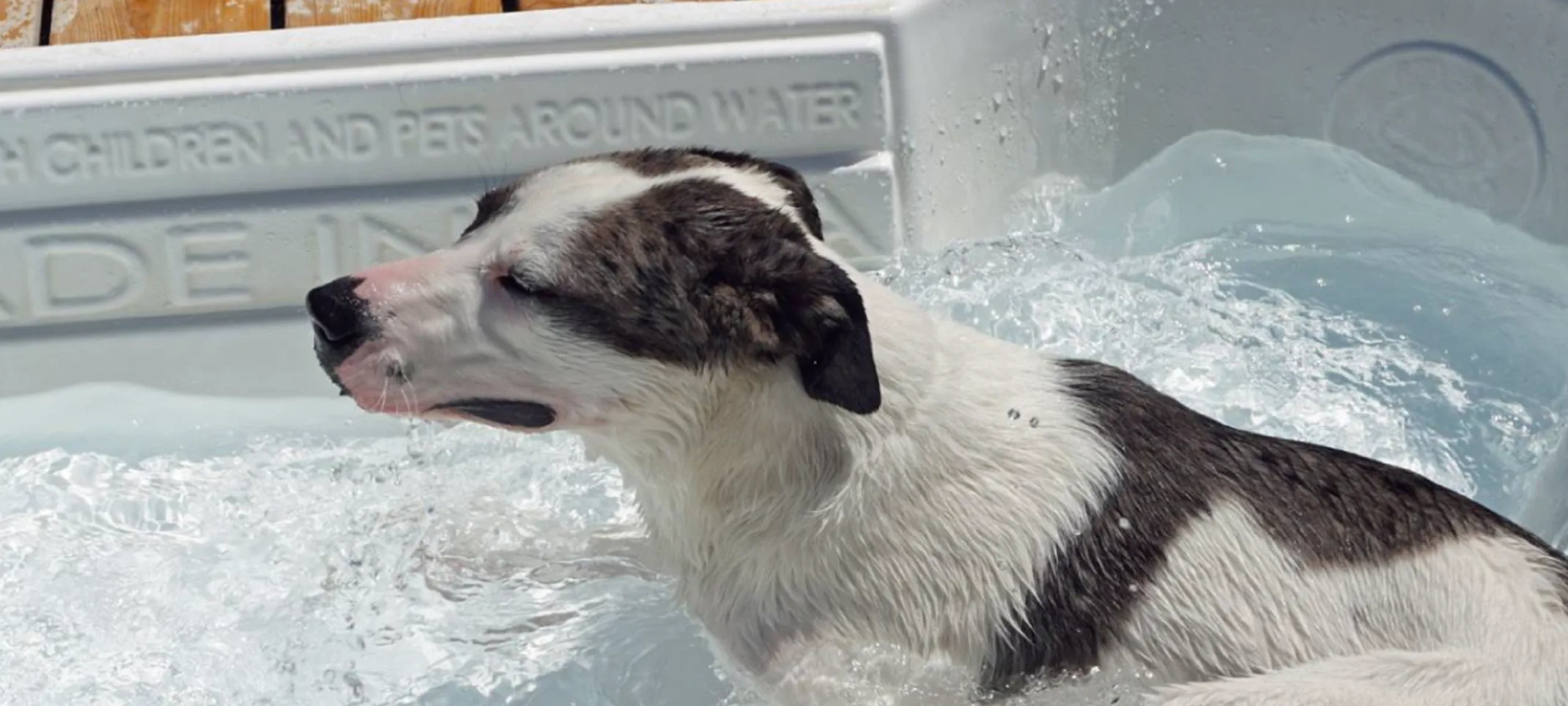 Dog in dog pool at Folsom Dog Resort Dog in dog pool at Folsom Dog Resort