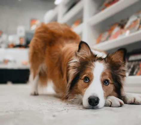 Dog at home laying down