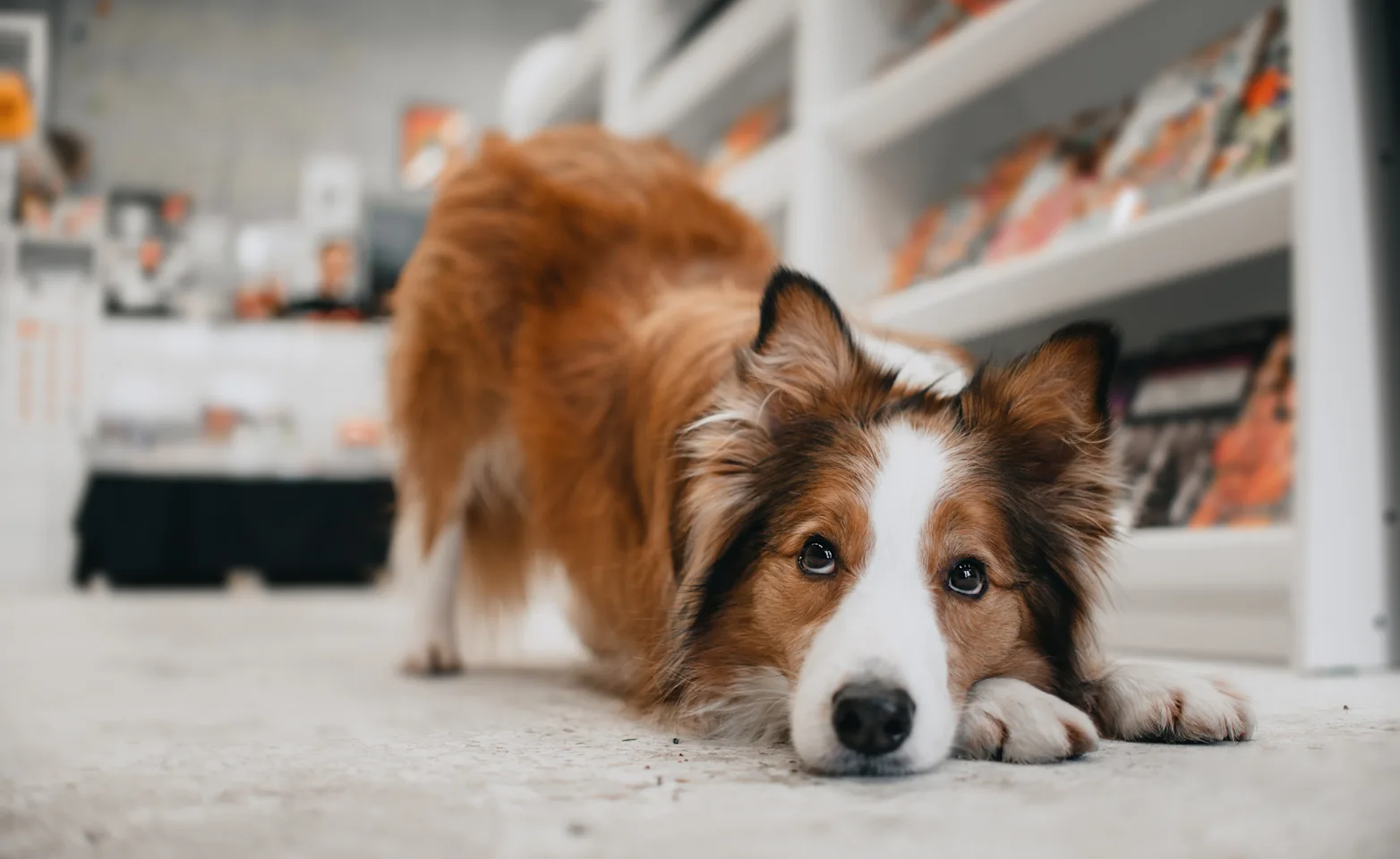 Dog at home laying down Dog at home laying down