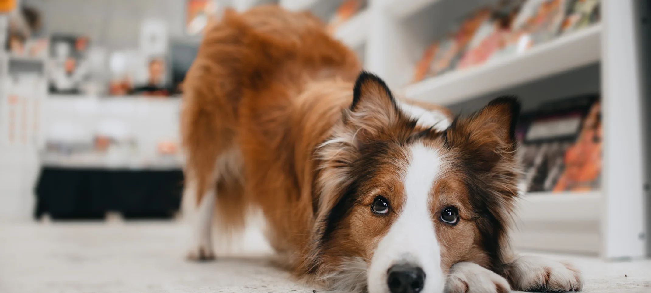 Dog at home laying down