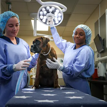 Patient being prepped for surgery Patient being prepped for surgery