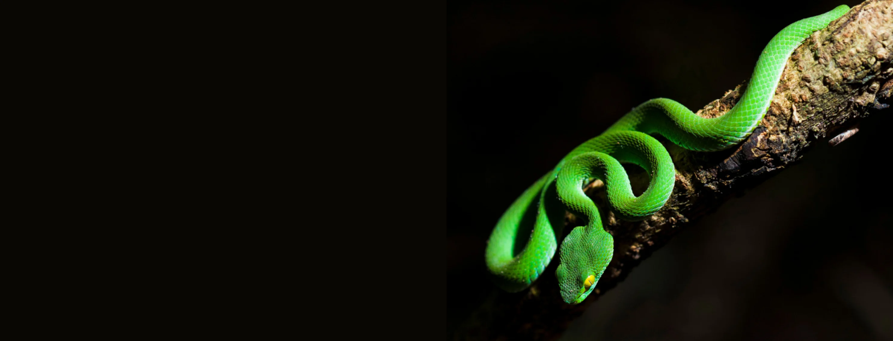 Green Snake on a Tree Branch on Black Studio BG Green Snake on a Tree Branch on Black Studio BG