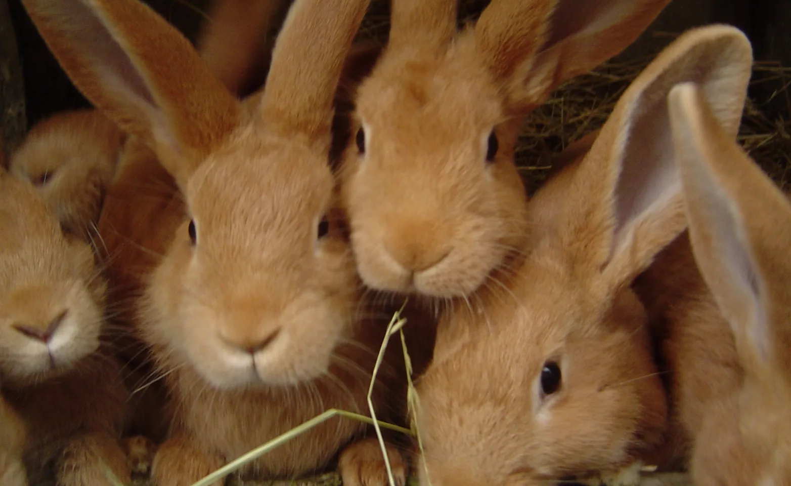 Four rabbits sit in hay