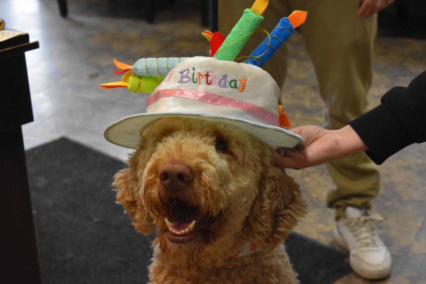 happy birthday a dog