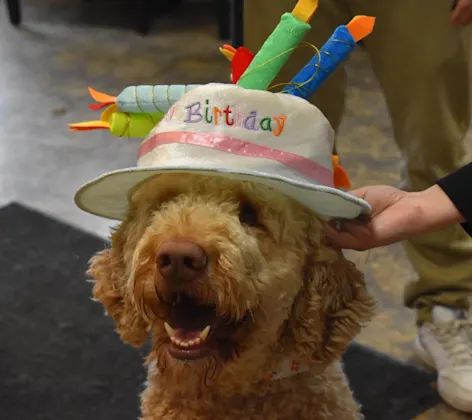 happy birthday a dog happy birthday a dog
