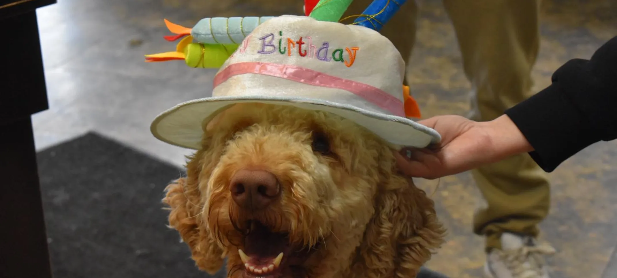 happy birthday a dog happy birthday a dog