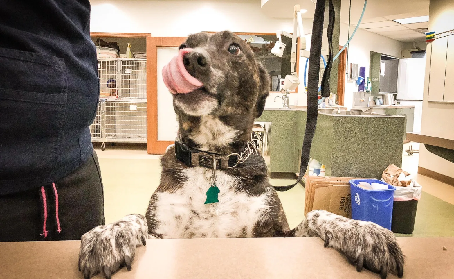Dog licking nose in office