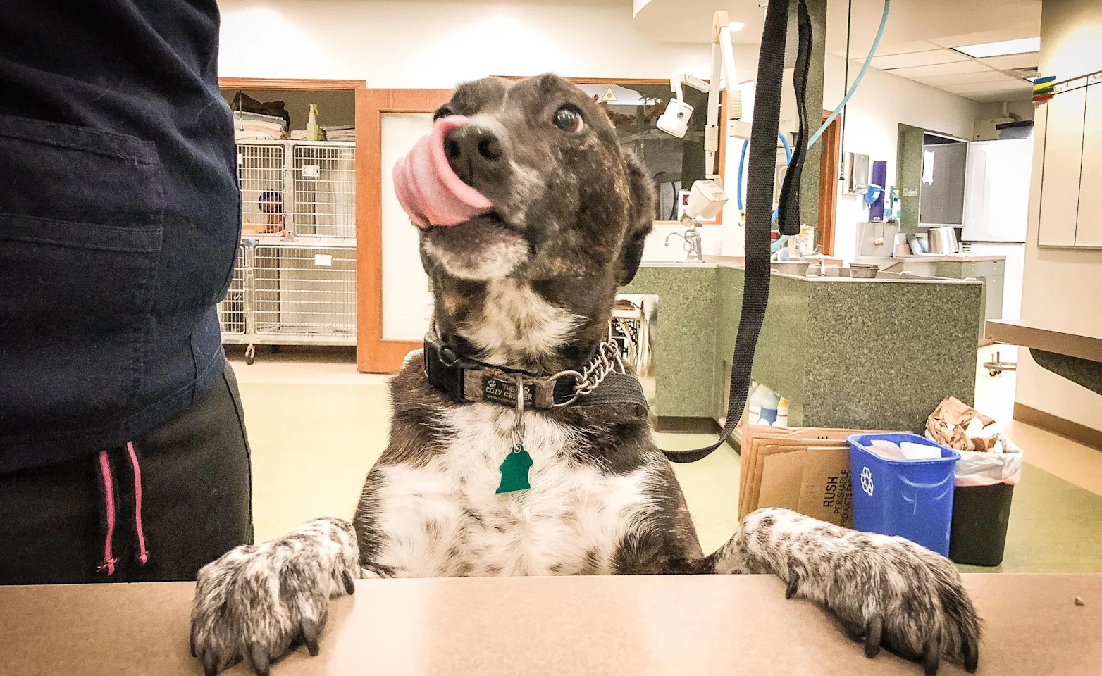 Dog licking nose in office Dog licking nose in office