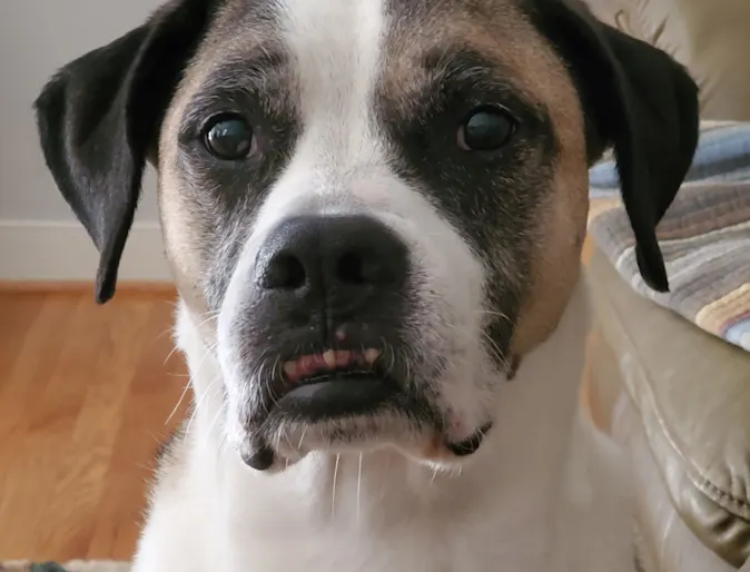 A senior dog is looking up. A senior dog is looking up.