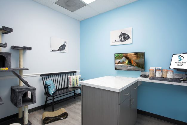 Plantation Animal Hospital of Tampa Exam Room with bench and cat tower