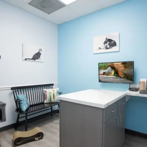 Plantation Animal Hospital of Tampa Exam Room with bench and cat tower