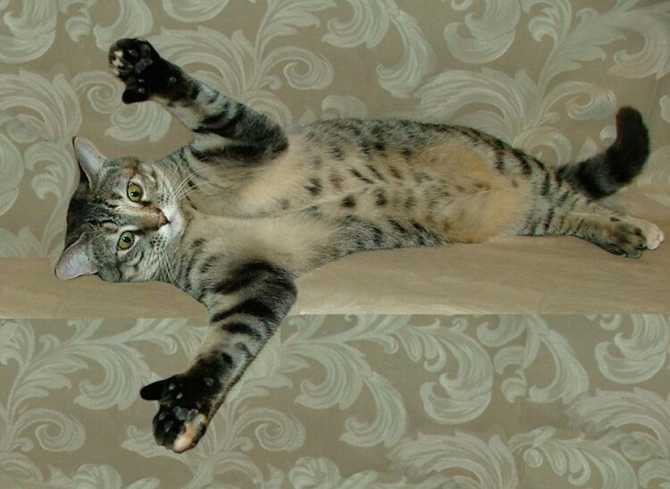 Harbor Animal Hospital client's cat stretching out its paws with thumbs on a couch