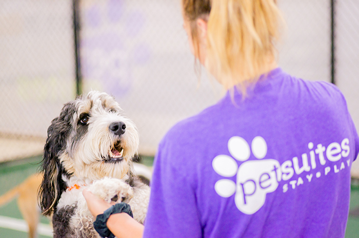 A PetSuites staff member plays with a black and white dog. 