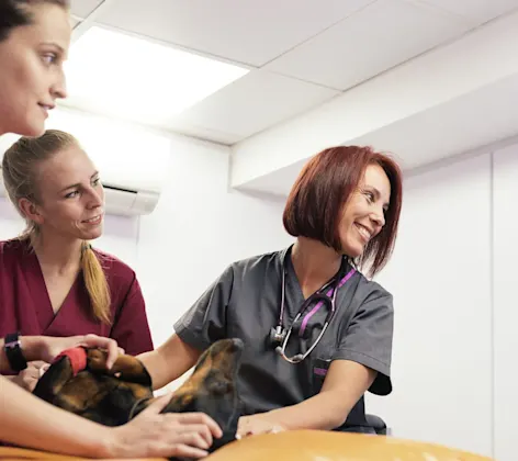 Dog being tended to by multiple doctors. Dog being tended to by multiple doctors.