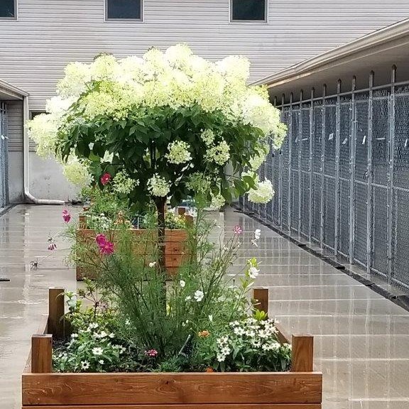 Flowering Tree in Front of Kennels