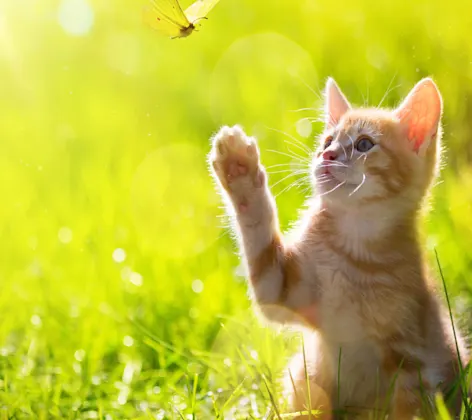 Orange tabby kitten playing on a grassy sunny field and reaching out for a butterfly flying.