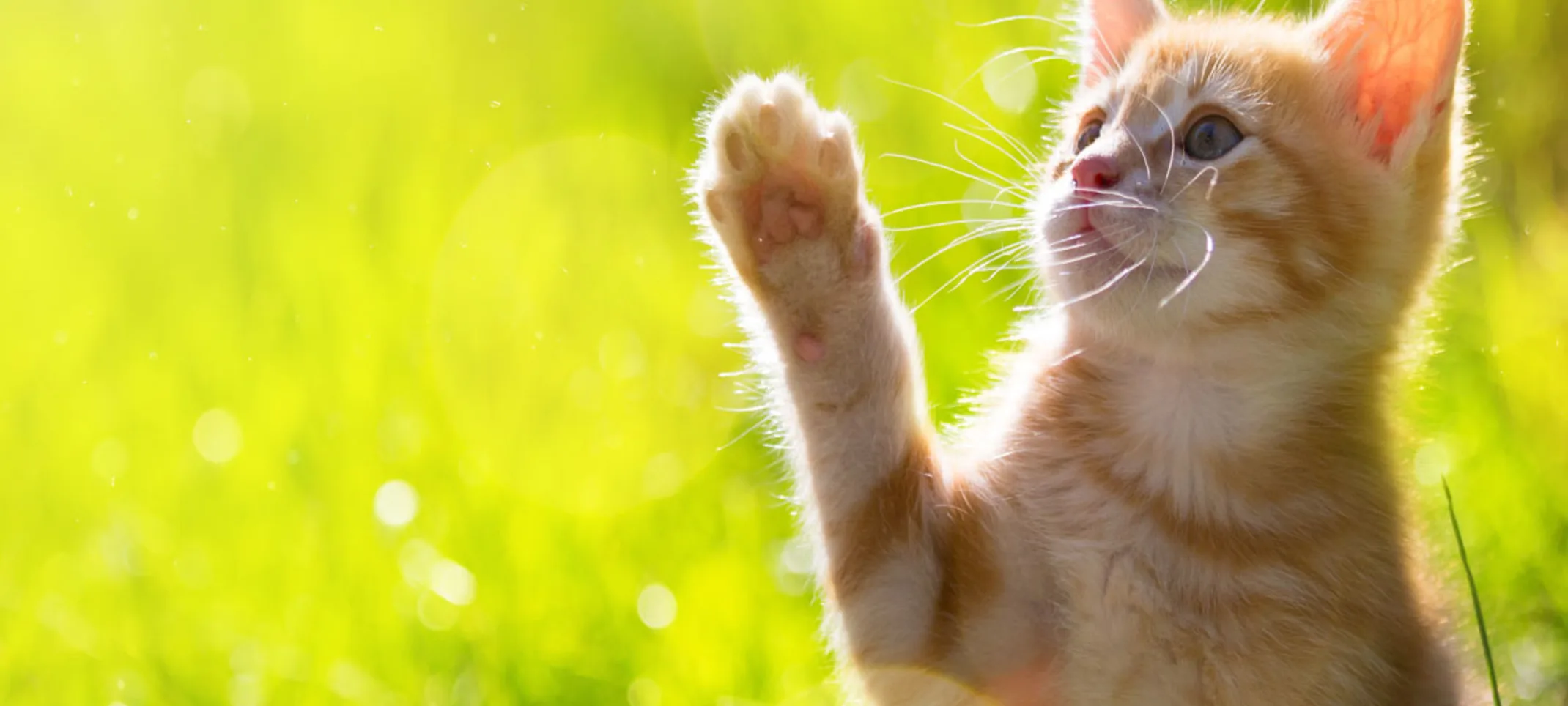 Orange tabby kitten playing on a grassy sunny field and reaching out for a butterfly flying. Orange tabby kitten playing on a grassy sunny field and reaching out for a butterfly flying.