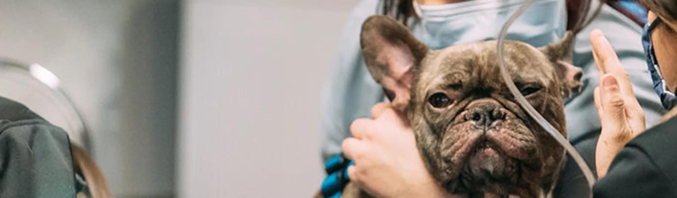 A french bulldog being examined