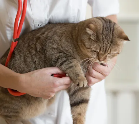 Calico brown cat is getting checked up before surgery on a table.