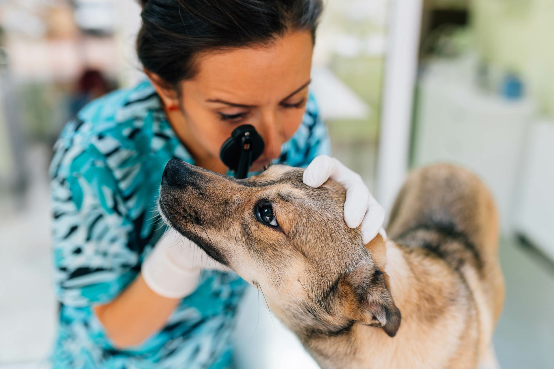 Vet looking at a dog's eye.