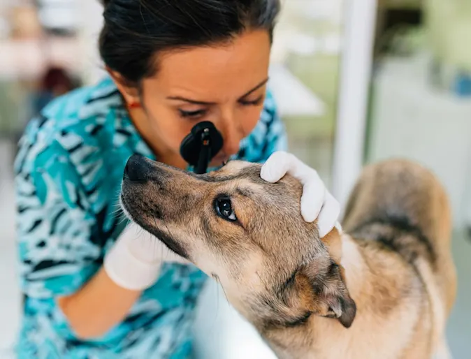 Vet looking at a dog's eye. Vet looking at a dog's eye.
