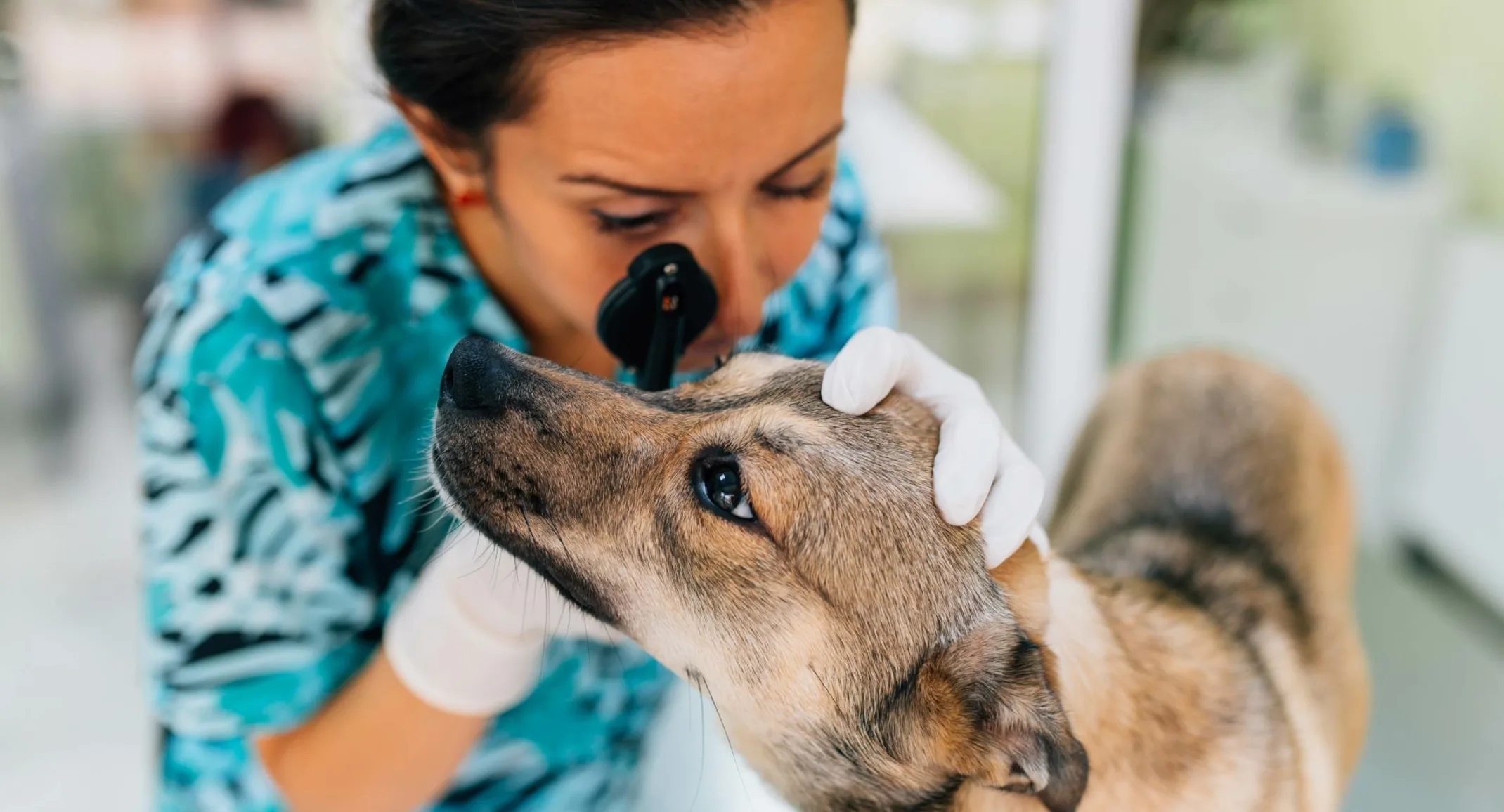 Vet looking at a dog's eye. Vet looking at a dog's eye.