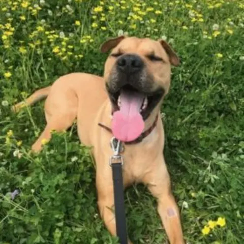 Brody Troglen Brody Troglen