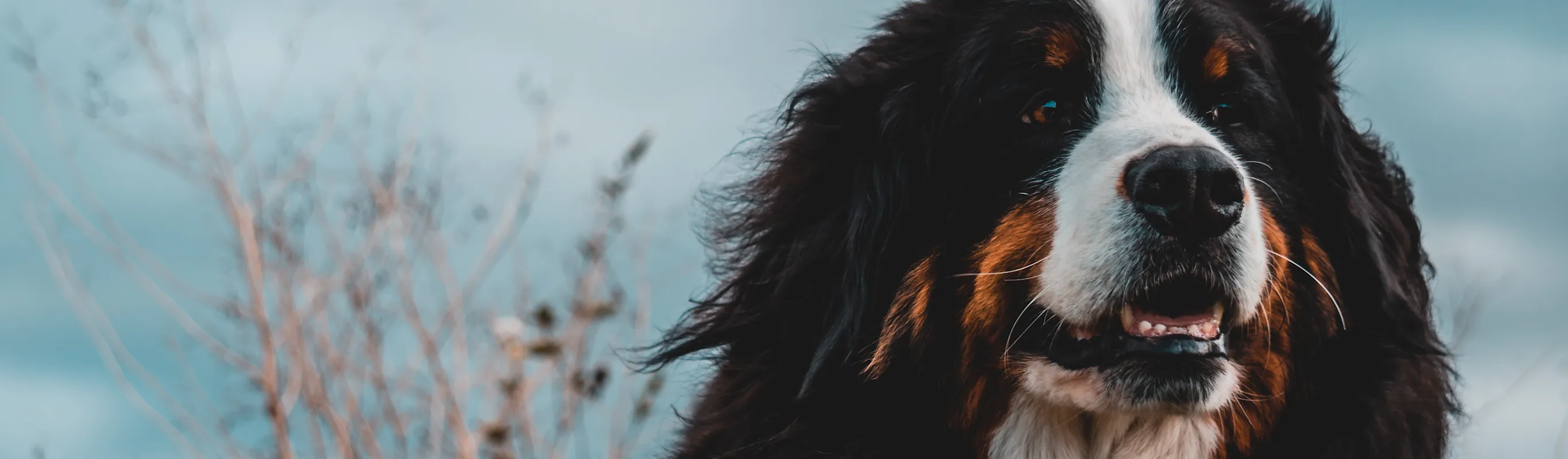 Close up of dog laying in grass Close up of dog laying in grass