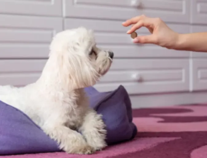 Owner Giving Dog a Treat