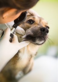 staff member examining dog's eye
