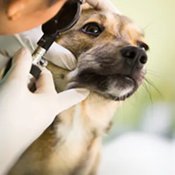 staff member examining dog's eye staff member examining dog's eye