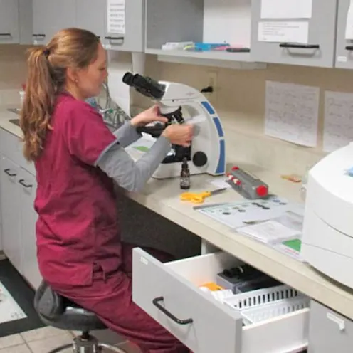 Doctor looking through microscope in lab Doctor looking through microscope in lab