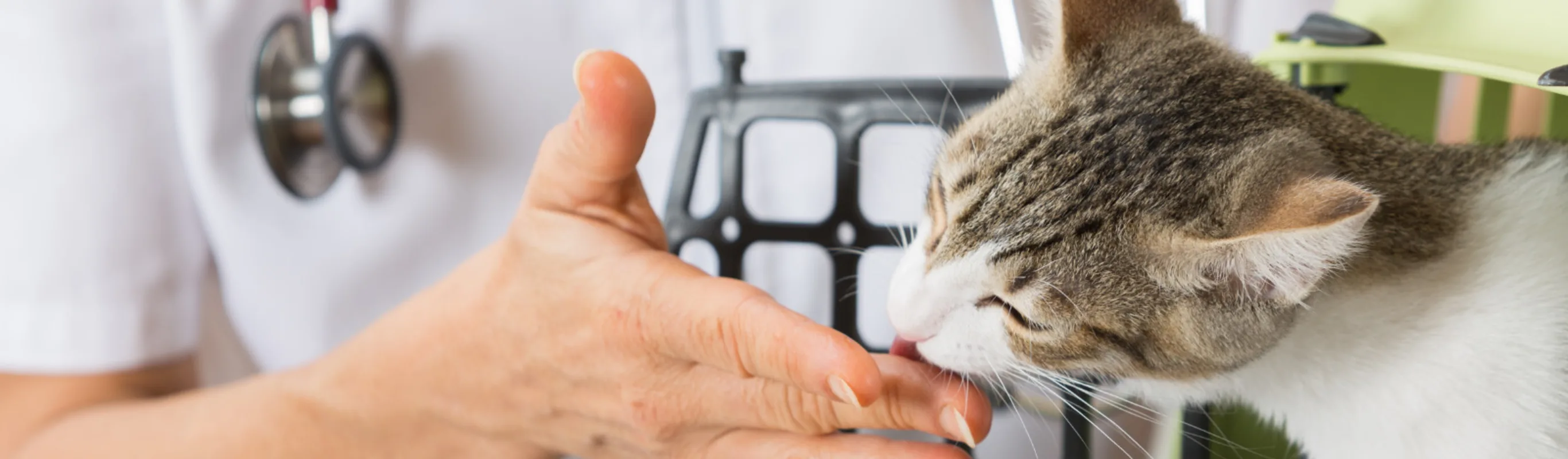 Kitten Licking Veterinarian's Hand Kitten Licking Veterinarian's Hand
