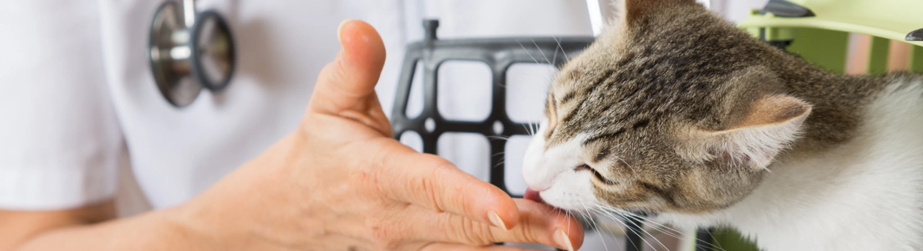 Kitten Licking Veterinarian's Hand Kitten Licking Veterinarian's Hand